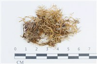 登錄號:L00003363藏品圖，第1張