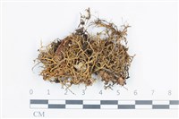 登錄號:L00003387藏品圖，第1張