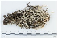 登錄號:L00003398藏品圖，第1張