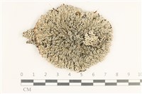 登錄號:L00003601藏品圖，第1張