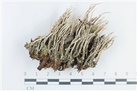 登錄號:L00003605藏品圖，第1張