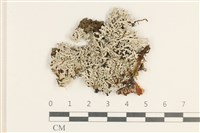 登錄號:L00003639藏品圖，第1張