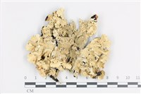 登錄號:L00003651藏品圖，第1張