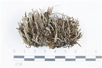 登錄號:L00003817藏品圖，第1張