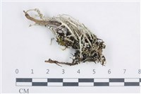 登錄號:L00003820藏品圖，第1張