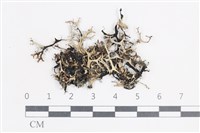登錄號:L00003825藏品圖，第1張