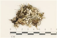 登錄號:L00003833藏品圖，第1張