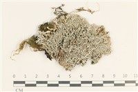 登錄號:L00003868藏品圖，第1張