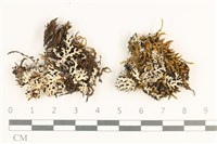 登錄號:L00003884藏品圖，第1張