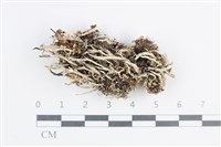 登錄號:L00003902藏品圖，第1張