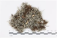 登錄號:L00003924藏品圖，第1張