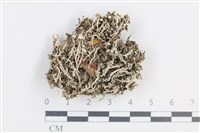 登錄號:L00003957藏品圖，第1張