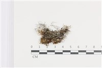 登錄號:L00003992藏品圖，第1張