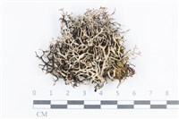 登錄號:L00004008藏品圖，第1張