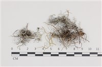 登錄號:L00004009藏品圖，第1張