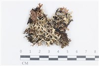 登錄號:L00004035藏品圖，第1張