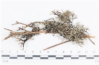 登錄號:L00004043藏品圖，第1張