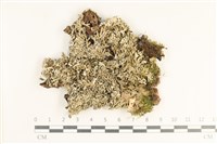 登錄號:L00004078藏品圖，第1張