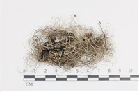 登錄號:L00004081藏品圖，第1張