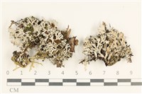 登錄號:L00004082藏品圖，第1張