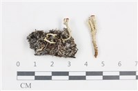 登錄號:L00004153藏品圖，第1張