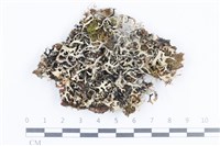 登錄號:L00004270藏品圖，第1張