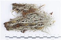 登錄號:L00004302藏品圖，第1張