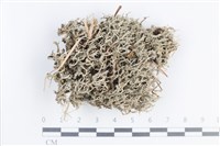 登錄號:L00004304藏品圖，第1張