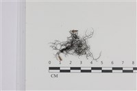 登錄號:L00004319藏品圖，第1張