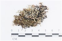 登錄號:L00004386藏品圖，第1張