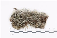 登錄號:L00004454藏品圖，第1張