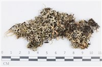 登錄號:L00004483藏品圖，第1張