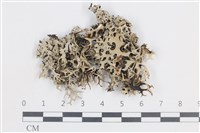 登錄號:L00004503藏品圖，第1張