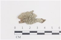 扁平黑囊基衣藏品圖，第1張