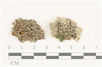 登錄號:L00004581藏品圖，第1張
