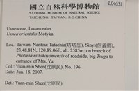 東方菘蘿藏品圖，第2張