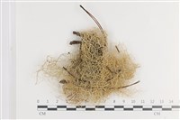 喜馬拉雅菘蘿藏品圖，第1張