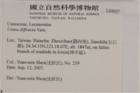 環裂菘蘿藏品圖，第2張