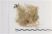 環裂菘蘿藏品圖，第1張