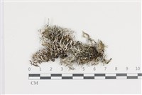 登錄號:L00004855藏品圖，第1張