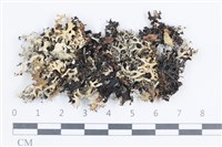 登錄號:L00004863藏品圖，第1張