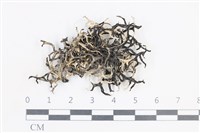 登錄號:L00004890藏品圖，第1張