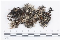 登錄號:L00004902藏品圖，第1張