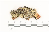 登錄號:L00004906藏品圖，第1張