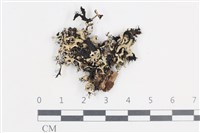 登錄號:L00004907藏品圖，第1張