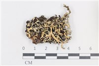 登錄號:L00004951藏品圖，第1張