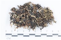 登錄號:L00004977藏品圖，第1張