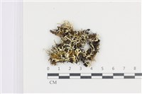 登錄號:L00005007藏品圖，第1張