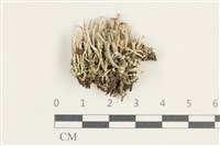 登錄號:L00005065藏品圖，第1張