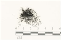 登錄號:L00005444藏品圖，第1張